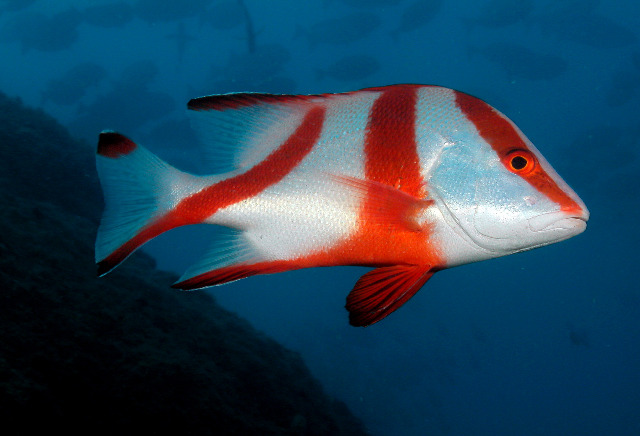 LUTJANUS SEBAE
